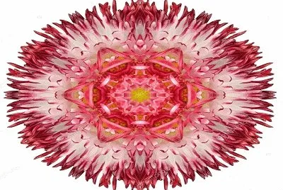 2449