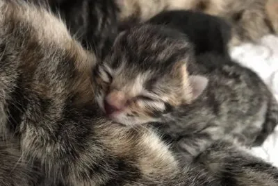 KITS