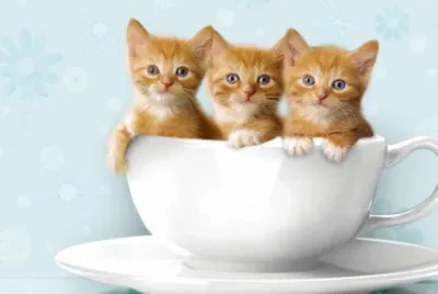 KITS