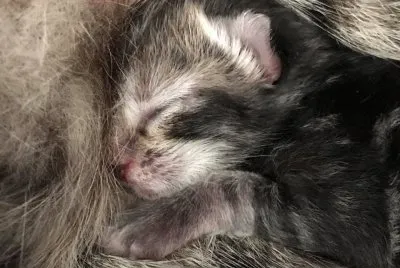 KITS