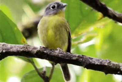 Piprite testagrigia