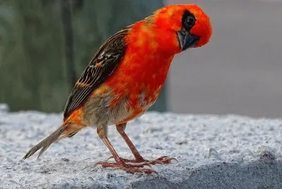 Red fody