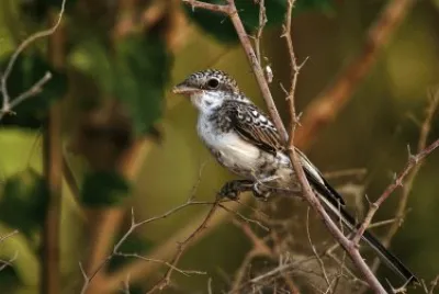Lanius nubicus juvenile
