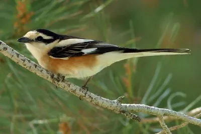 Lanius nubicus