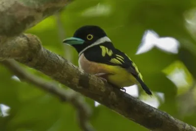Black and yellow broadbill