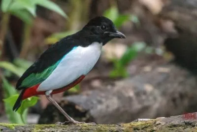 Pitta maxima