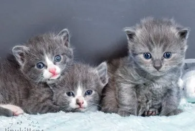kits