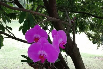 Orquidea Colombiana
