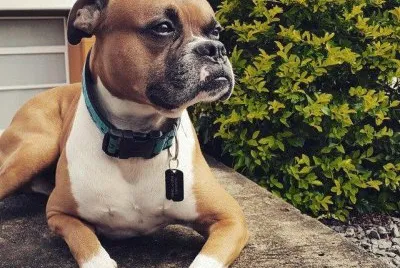 hermoso amigo