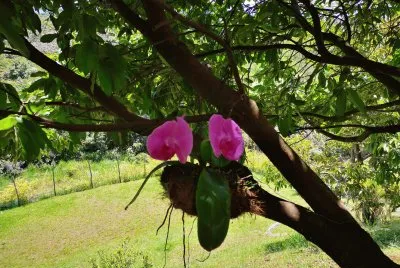 linda orquidea