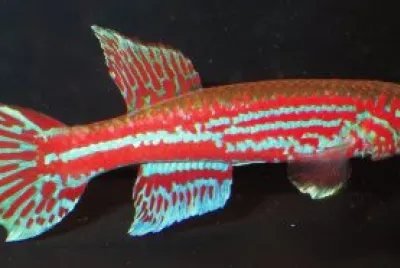 Aphyosemion ogeense