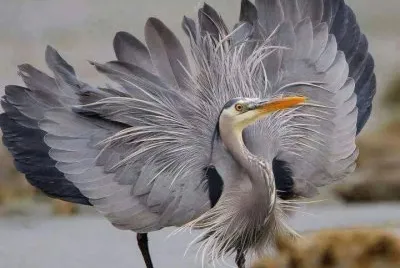 aigrette