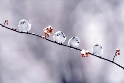 oiseaux-pompons