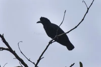 Umbrellabird jigsaw puzzle