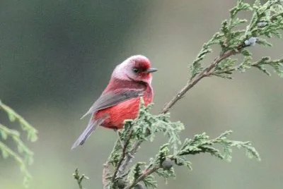 Pink headed warbler