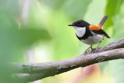 Ficedula timorensis
