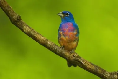 Passerina rosata