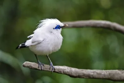 Bali myna