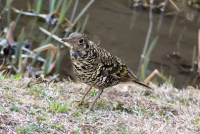 Tordo squamato erasiatico
