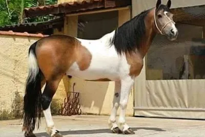 a caballo