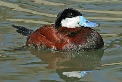 Anatra rubiconda jigsaw puzzle