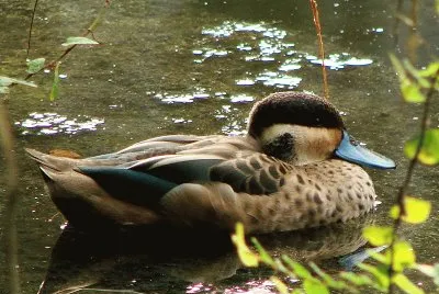 Anatra ottentotta