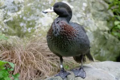 Anatra della nuova zelanda