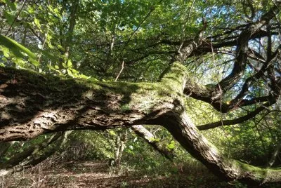 in the woods jigsaw puzzle