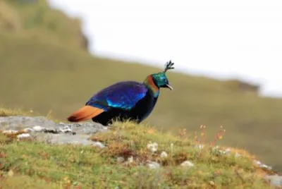 Himalyan monal