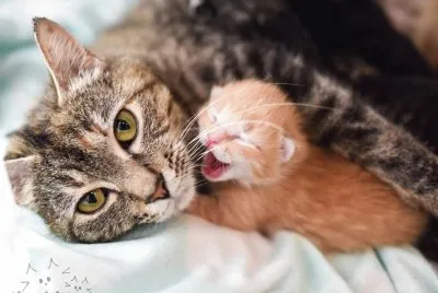 MAMA