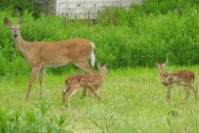 DEER jigsaw puzzle