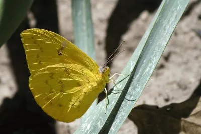 Orange barred sulphur