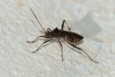 פאזל של Neomegalatomus parvus