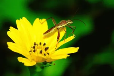 Riportus linearis