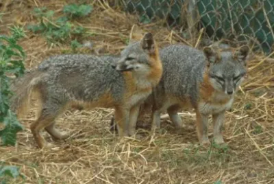 Urocione delle channel islands