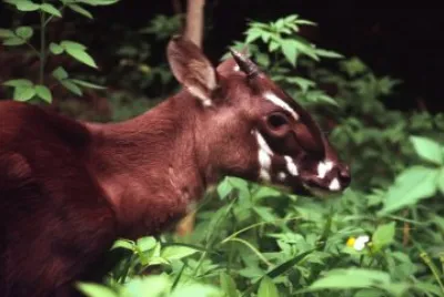 Saola
