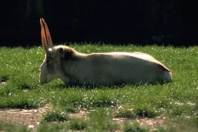 Saiga