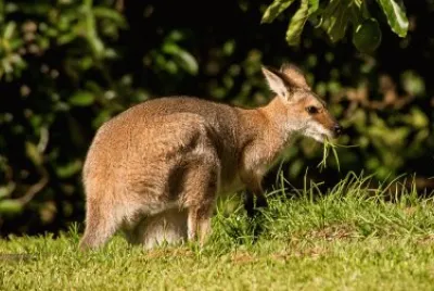 Wallaby delle rocce jigsaw puzzle