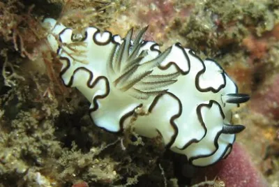Glossodoris astromarginata