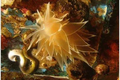 Dirona albolineata