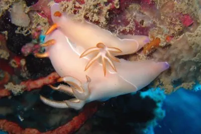 Hypsecolodoris bullocki