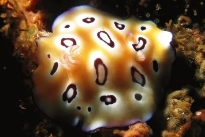 Chromodoris leopardus