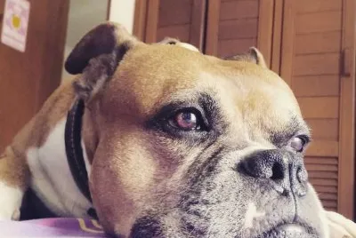 bello ottico