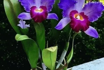 flores