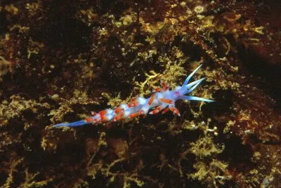 Calmella cavolini