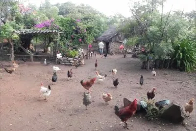 animales
