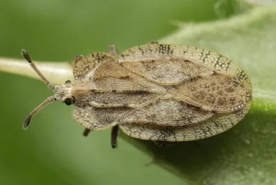 פאזל של Tingis ampliata