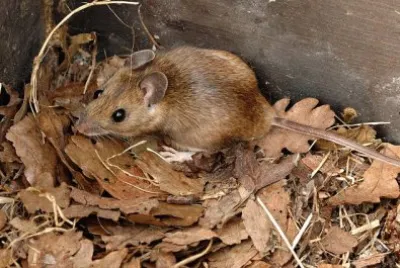 Apodemus flavicollis jigsaw puzzle
