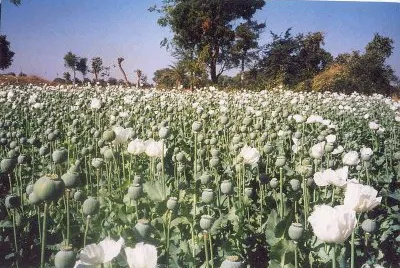 Opium jigsaw puzzle