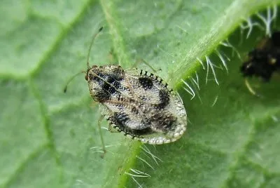 פאזל של Dictyla humuli